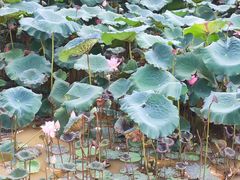 -松山湖南湖湾露营营地