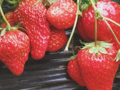 -胜丰草莓采摘园
