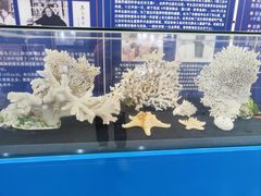 -上海海洋大学鱼文化博物馆(军工路校区)