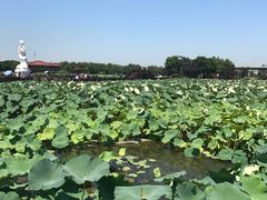 -荷塘月色湿地公园·向阳花洲