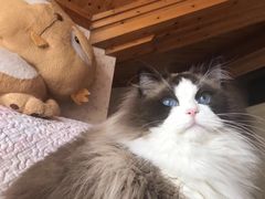 -Bastet sally猫舍购宠(静安店)