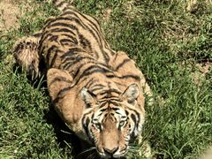 -西霞口神雕山野生动物世界