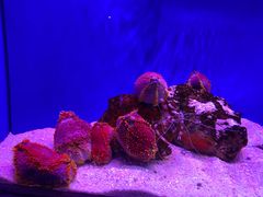 -上海海洋水族馆