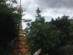 -瑞丽独树成林风景区