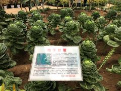 -兰陵国家农业公园