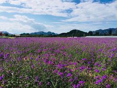 -北京东方普罗旺斯薰衣草庄园