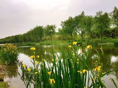 -新江湾城公园
