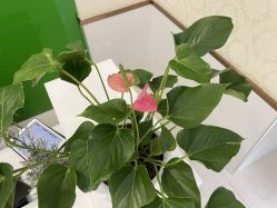 -苗医生专业祛痘·皮肤管理