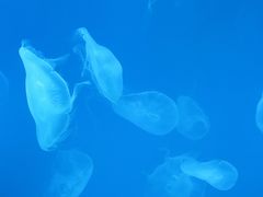 -左海海底世界