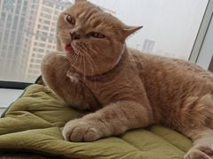 蛋黄-Catmate·猫肥家润(金润铂宫店)
