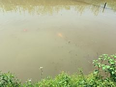 -樂桃源奉贤黄桃种植采摘基地