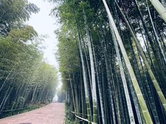 -蜀南竹海景区