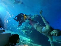 -涛·海底餐厅·美人鱼·自助餐·海底隧道(三亚海棠湾洲际度假酒店)