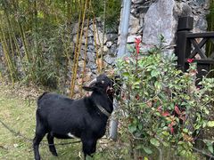 -崇阳三特浪口温泉