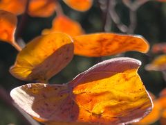 -北京西山国家森林公园