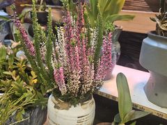 -花鸟鱼虫鲜花绿植市场(玉泉路店)