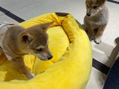 -逗柴咖啡屋·狗咖猫咖宠物桌游