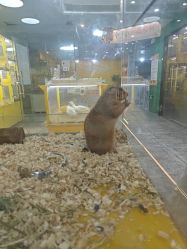 -神奇动物撸宠馆·羊驼·小浣熊·异宠(豫园店)