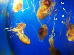 -泉城欧乐堡海洋极地世界