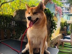 -柴犬高等学院·狗咖·柴犬售卖·宠物训练