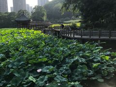 -龙头寺公园