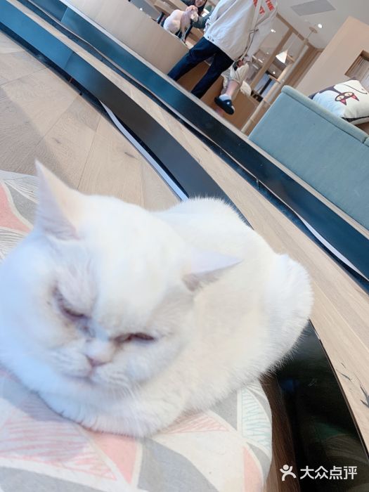 CAT’S MEWSTAR CAFE·喵星球猫屋(晴湾咖啡店)图片