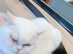 -CAT’S MEWSTAR CAFE·喵星球猫屋(晴湾咖啡店)