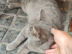 -猫岛主趣味餐厅(鼓浪屿店)