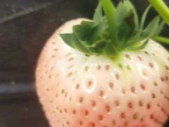 -大自然农场蔬菜草莓采摘园