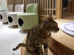 -猫和宫(六道口店)