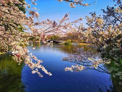 -上海共青森林公园