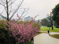 -武汉大学-樱园