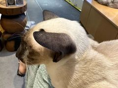 -飞行喵MR PILOT|猫舍·猫咖(静安大融城店)