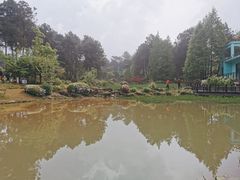 -铁山坪森林公园