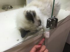 -十年猫舍·猫咪专门店(普陀店)