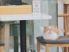 -喵园·猫主题咖啡厅·撸猫·猫咖(国贸店)