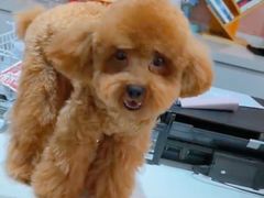 -1013 PET SHOP 宠物商店(近铁城市广场店)