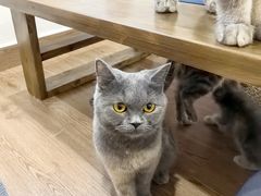 -楼上猫咖(罗湖店)