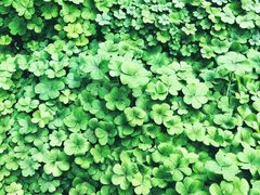 -上海市龙华烈士陵园