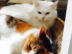 Anne猫窝咖啡屋-Anne猫窝咖啡屋