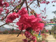 -天适樱花悠乐园