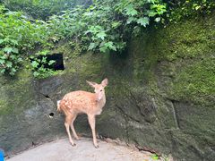-碧峰峡风景区