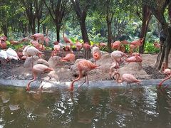 -广州长隆飞鸟乐园