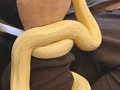 -吉丁鸟咖·异宠·寄养