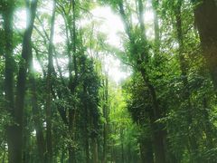 -缙云山景区