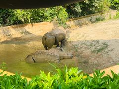 -泉州海丝野生动物世界