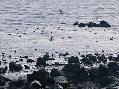 -深圳湾公园(南山区)