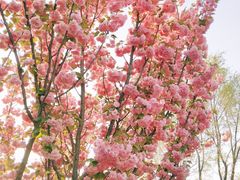 -长白岛森林公园