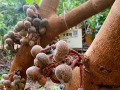 -呀路古热带植物园