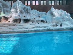 -帝企鹅自助餐厅•儿童岛•真企鹅(长隆企鹅酒店)